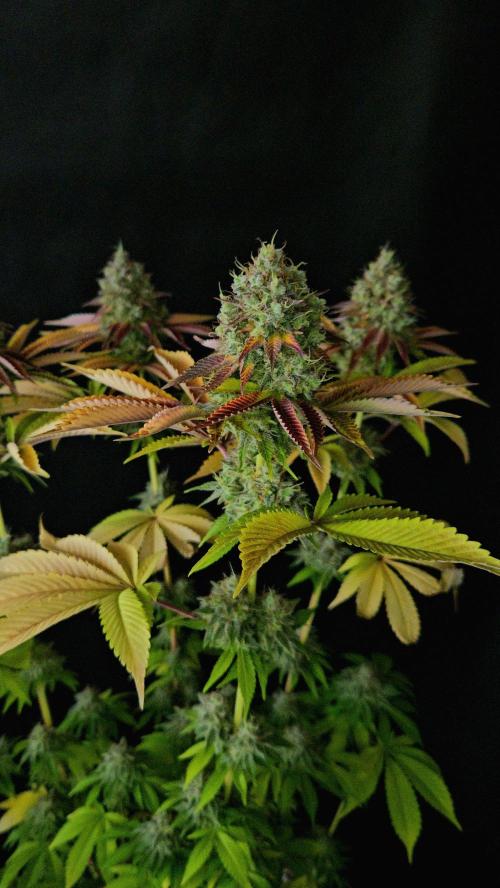 BLUEBERRY . Week 14