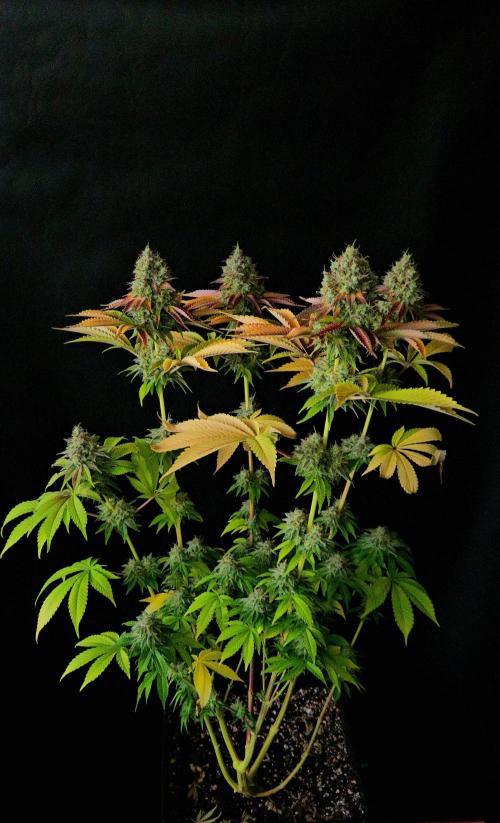 BLUEBERRY . Week 14