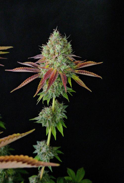 BLUEBERRY . Week 14