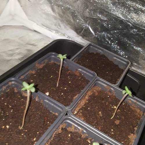 Zamnesia's  northern lights auto. Week 1 - D3 under the light 