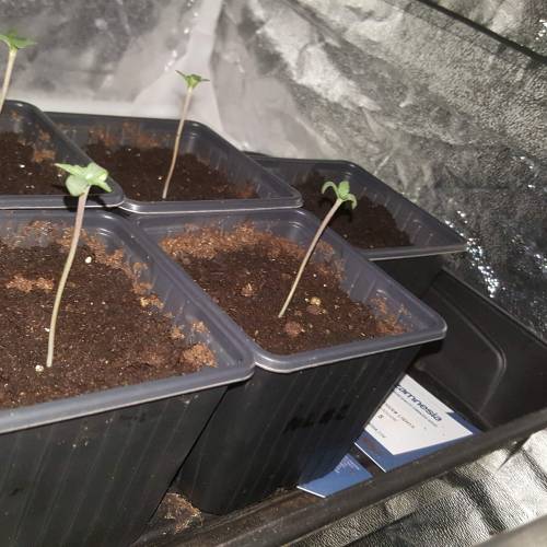 Zamnesia's  northern lights auto. Week 1 - D3 under the light