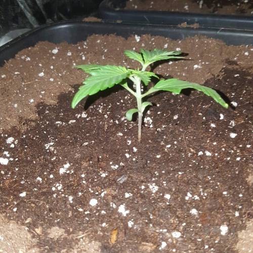 Zamnesia's  northern lights auto. Week 2