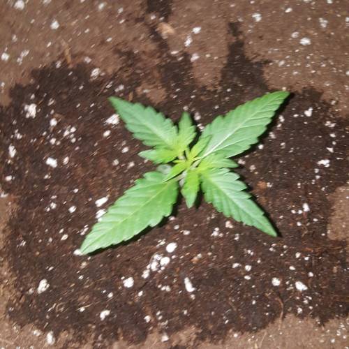 Zamnesia's  northern lights auto. Week 2