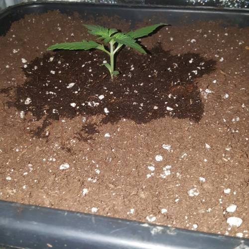 Zamnesia's  northern lights auto. Week 2