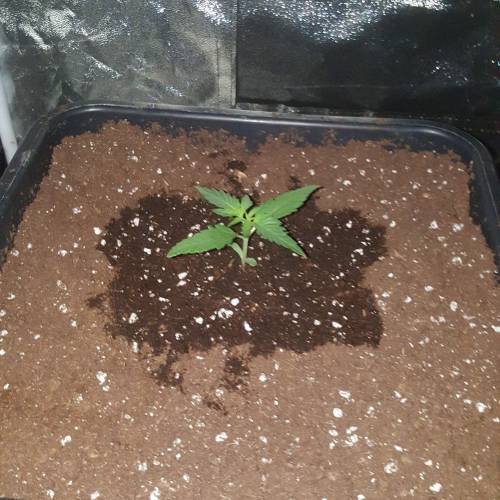 Zamnesia's  northern lights auto. Week 2