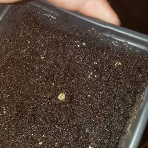 Zamnesia's  northern lights auto. Week 2