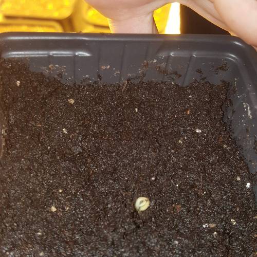 Zamnesia's  northern lights auto. Week 2