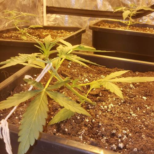 Zamnesia's  northern lights auto. Week 3