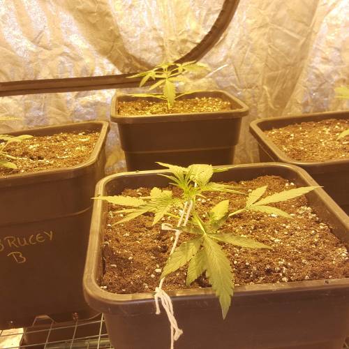 Zamnesia's  northern lights auto. Week 3