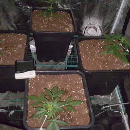 Zamnesia's  northern lights auto. Week 3