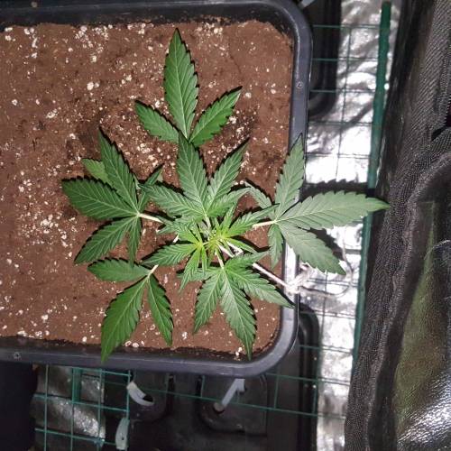 Zamnesia's  northern lights auto. Week 3