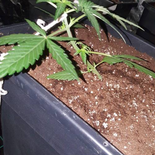 Zamnesia's  northern lights auto. Week 3