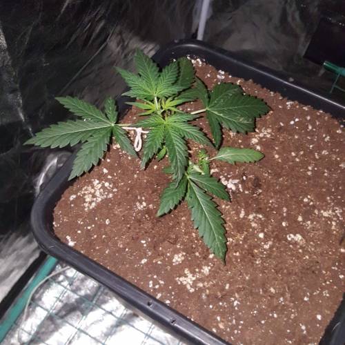 Zamnesia's  northern lights auto. Week 3