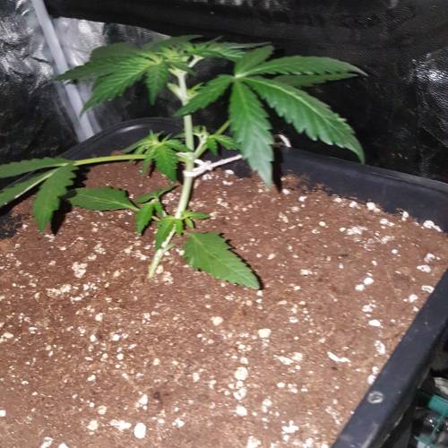 Zamnesia's  northern lights auto. Week 3