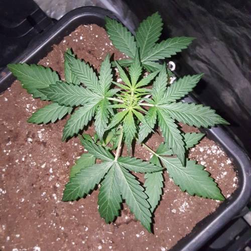 Zamnesia's  northern lights auto. Week 3