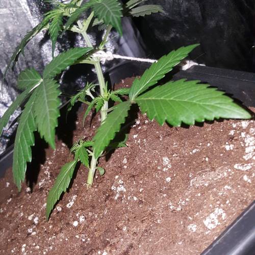 Zamnesia's  northern lights auto. Week 3