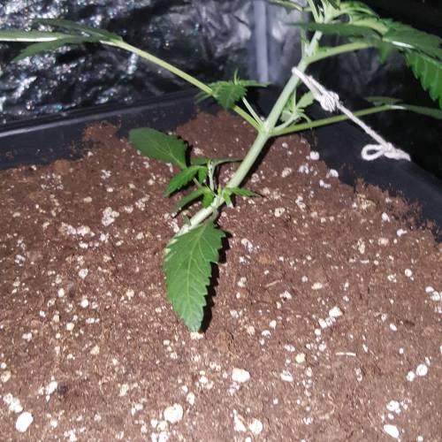 Zamnesia's  northern lights auto. Week 3