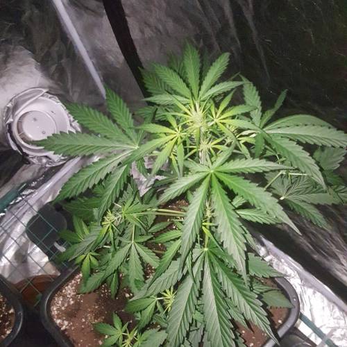 Zamnesia's  northern lights auto. Week 4