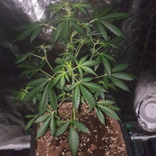 Zamnesia's  northern lights auto. Week 4