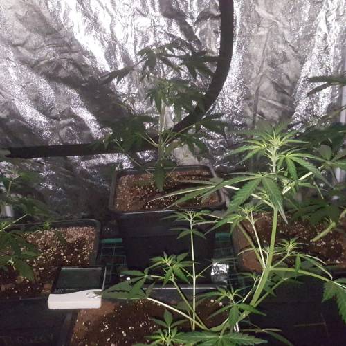 Zamnesia's  northern lights auto. Week 4