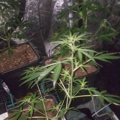 Zamnesia's  northern lights auto. Week 4