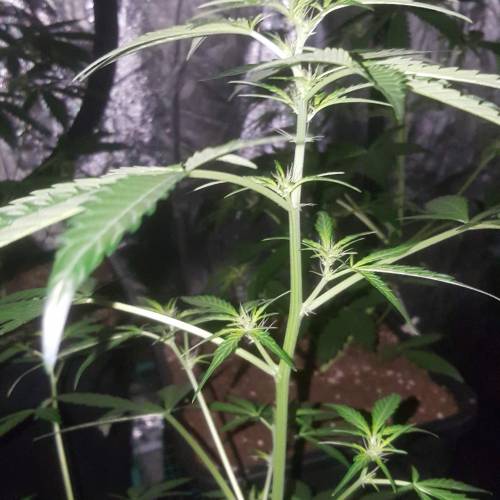 Zamnesia's  northern lights auto. Week 4