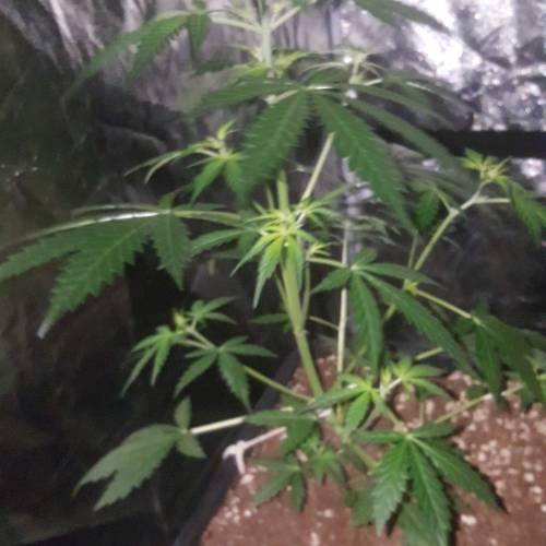 Zamnesia's  northern lights auto. Week 4