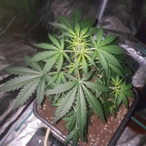 Zamnesia's  northern lights auto. Week 4