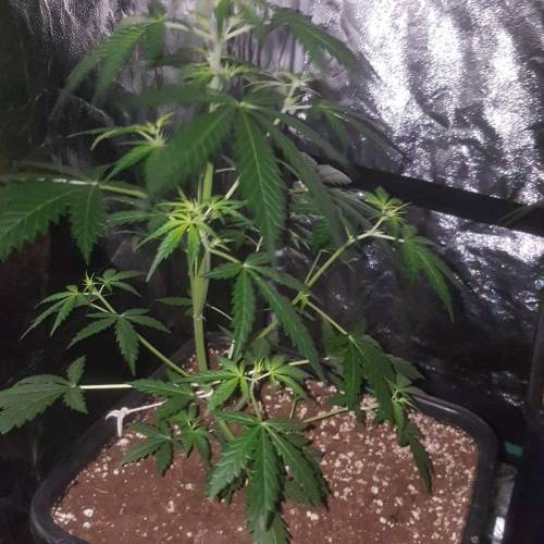 Zamnesia's  northern lights auto. Week 4