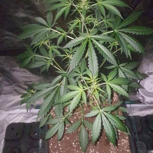 Zamnesia's  northern lights auto. Week 4