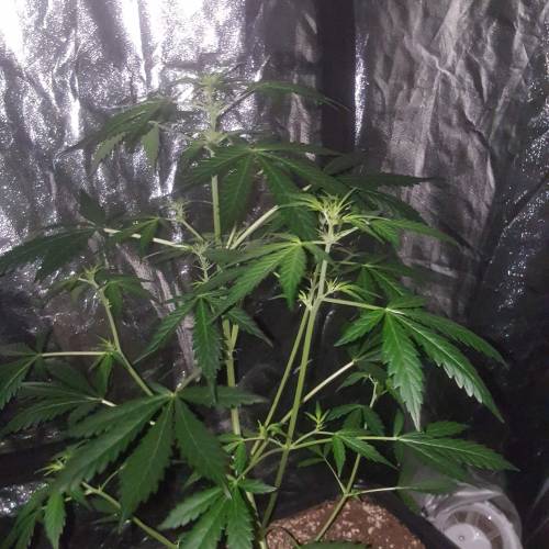 Zamnesia's  northern lights auto. Week 4