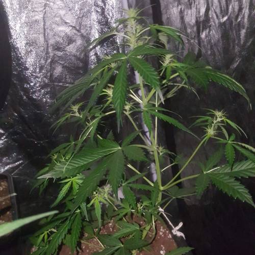 Zamnesia's  northern lights auto. Week 4