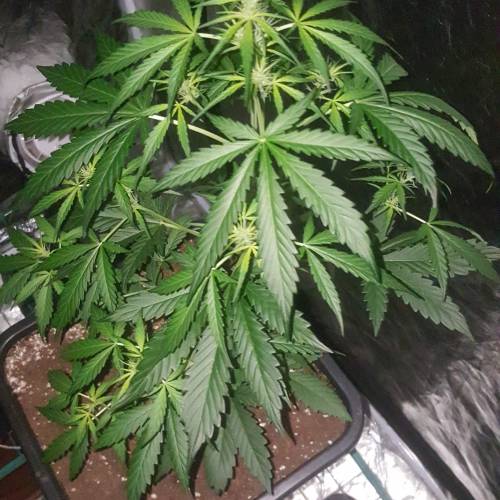 Zamnesia's  northern lights auto. Week 4