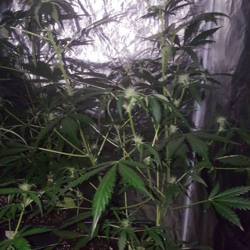 Zamnesia's  northern lights auto. Week 5