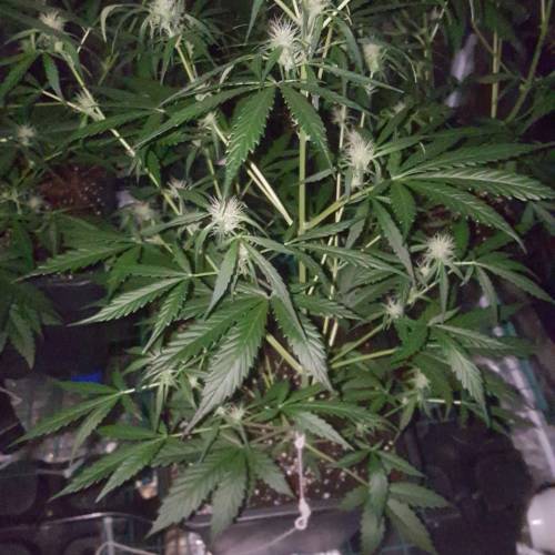 Zamnesia's  northern lights auto. Week 5