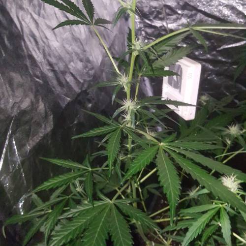 Zamnesia's  northern lights auto. Week 5