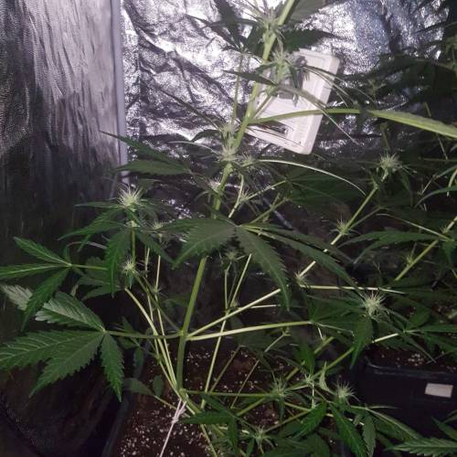 Zamnesia's  northern lights auto. Week 5