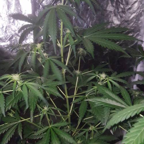 Zamnesia's  northern lights auto. Week 5