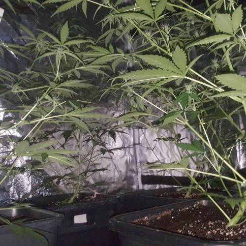 Zamnesia's  northern lights auto. Week 5