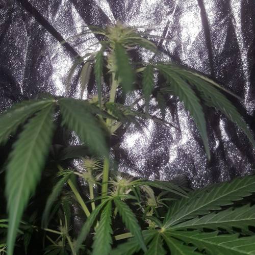 Zamnesia's  northern lights auto. Week 5