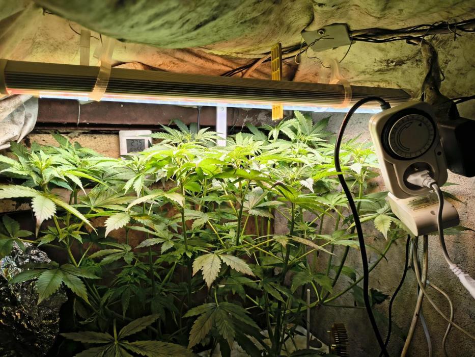 Permanent marker hydro. Week 6