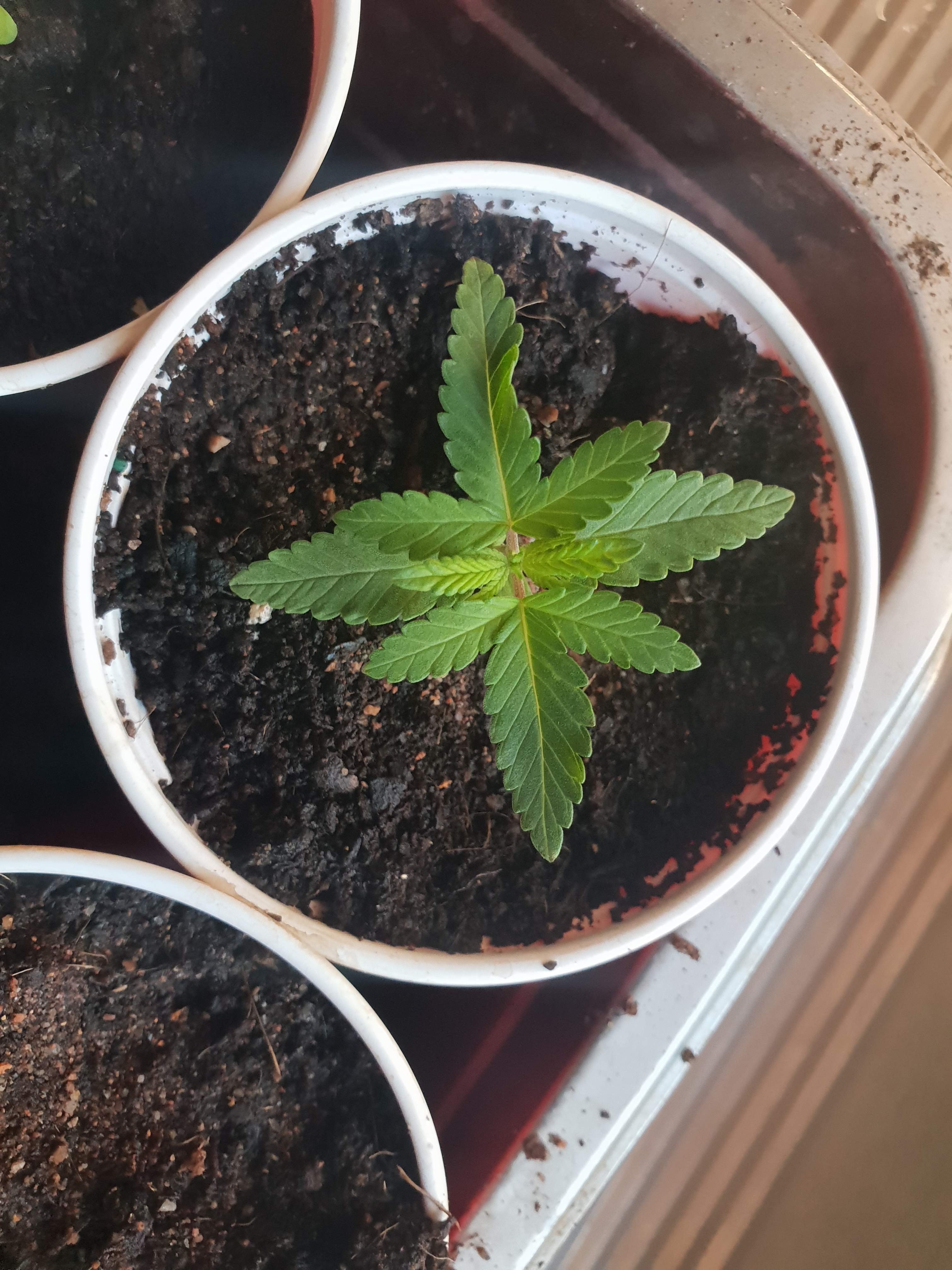 Advanced Seeds Auto Jack Herer grow diary (journal) week1 by