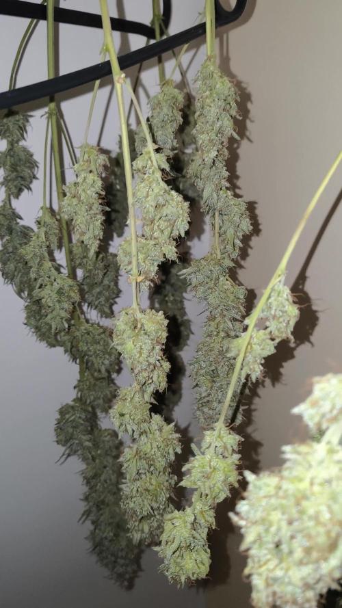 Apple Strudel Auto - Fastbuds