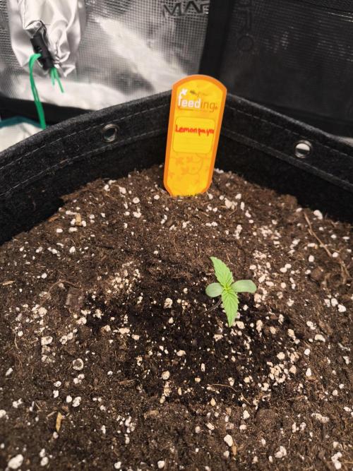 Lemonpaya - FastBuds. Week 1