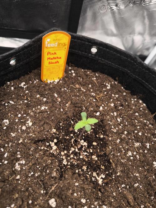 Pink Matcha Slush - Anesia Seeds. Week 1