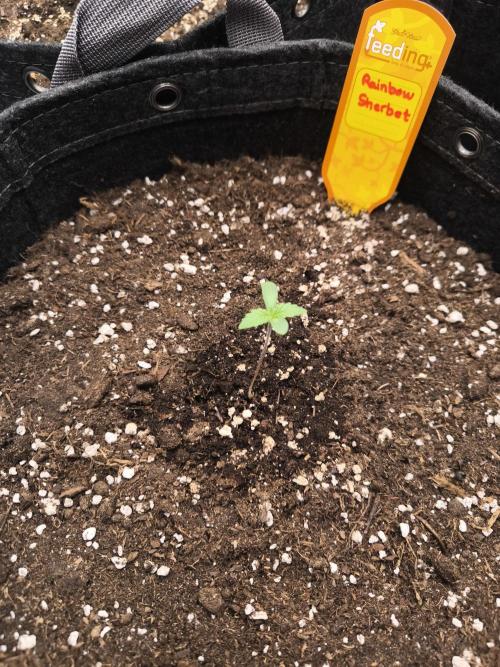 Rainbow Sherbet - Barney's Farm. Week 1