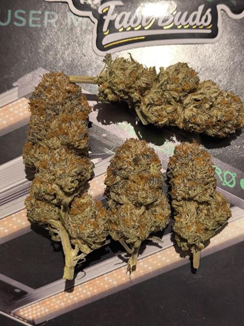 Mimosa x Orange Punch - Barney's Farm. Week 15