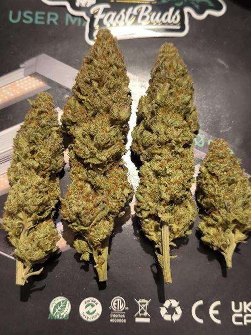 Pineapple Express - Barney's Farm. Week 17