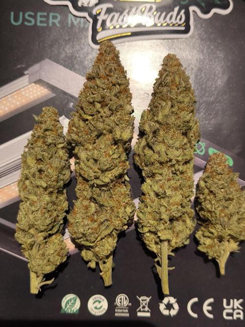 Pineapple Express - Barney's Farm. Week 17