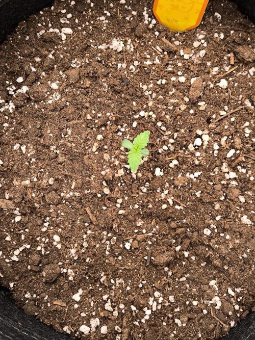 Biscotti Mintz - Barney's Farm. Week 1 - Day 3